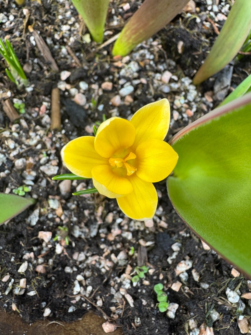 What is a&nbsp;flower?