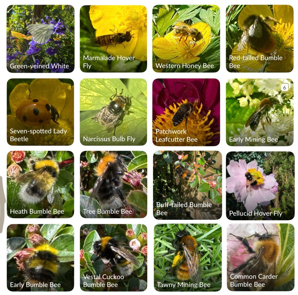 A Small Space for&nbsp;Nature