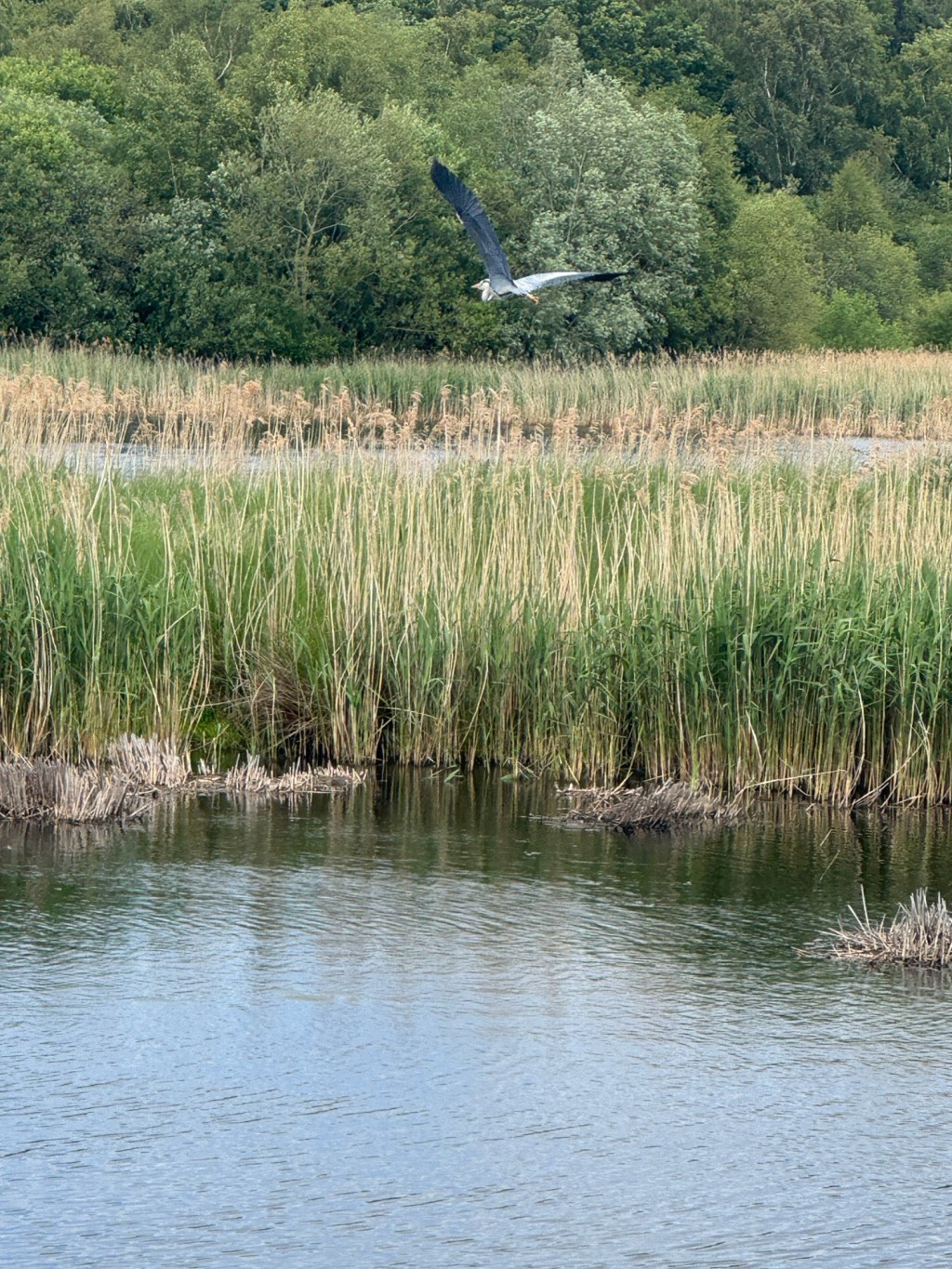 Birds are singing over the bull&nbsp;rushes