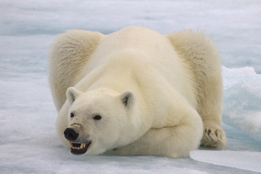 Beware Angry Polar&nbsp;Bears!