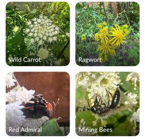 Wild plants and insects